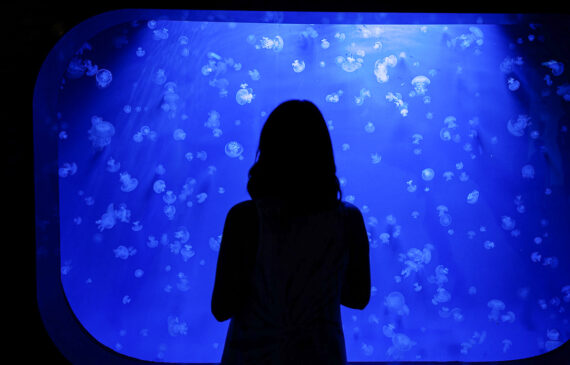 Una donna, vista di spalle, osserva una vasca dell'acquario di Genova dove nuotano delle piccole meduse
