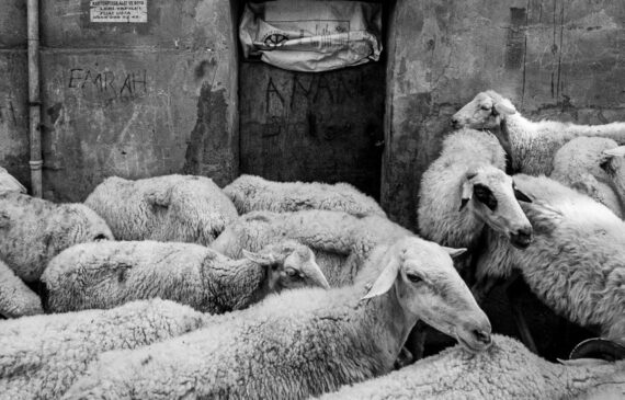 sheeps in Istanbul